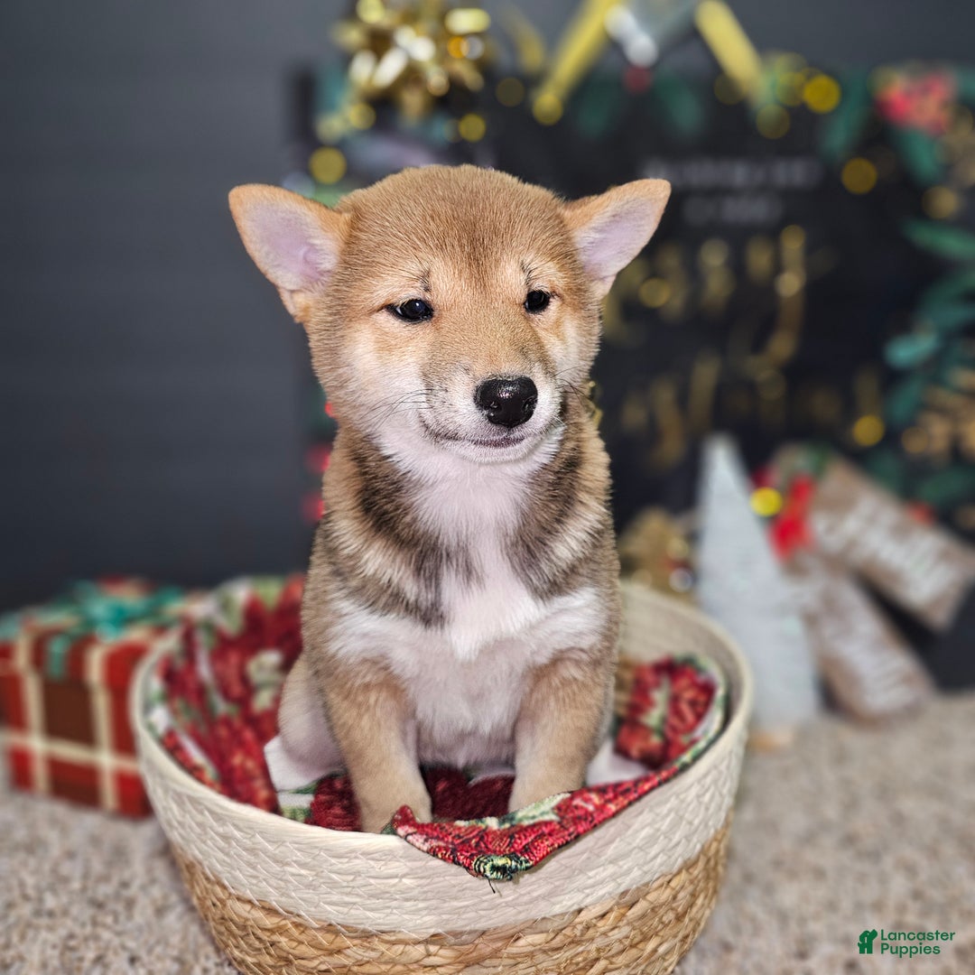 Shiba Inu dogs for sale: Mika - Ad 5