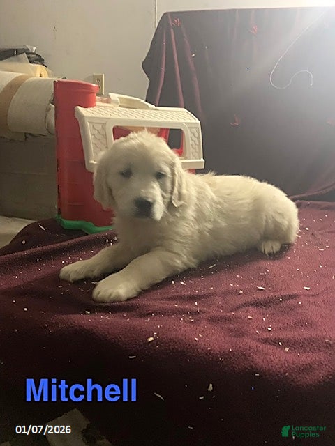 Golden Retriever dogs Mitchell - Ad 16