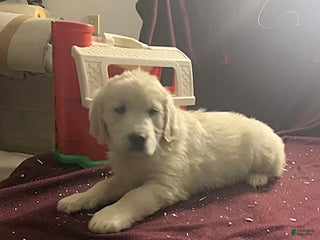 Golden Retriever dogs Mitchell - Ad 28