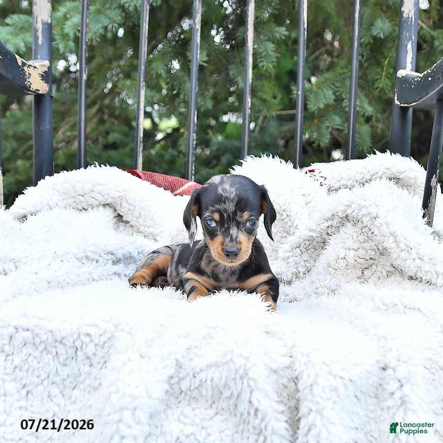 Miniature Dachshund dogs Callie   EXTRA SMALL - Ad 1
