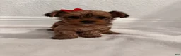 Yorkshire Terrier dogs for sale: dollface Yorkie female 2 - Ad 3