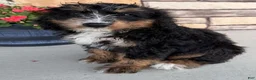 Bernedoodle dogs for sale: Roxie - Ad 6