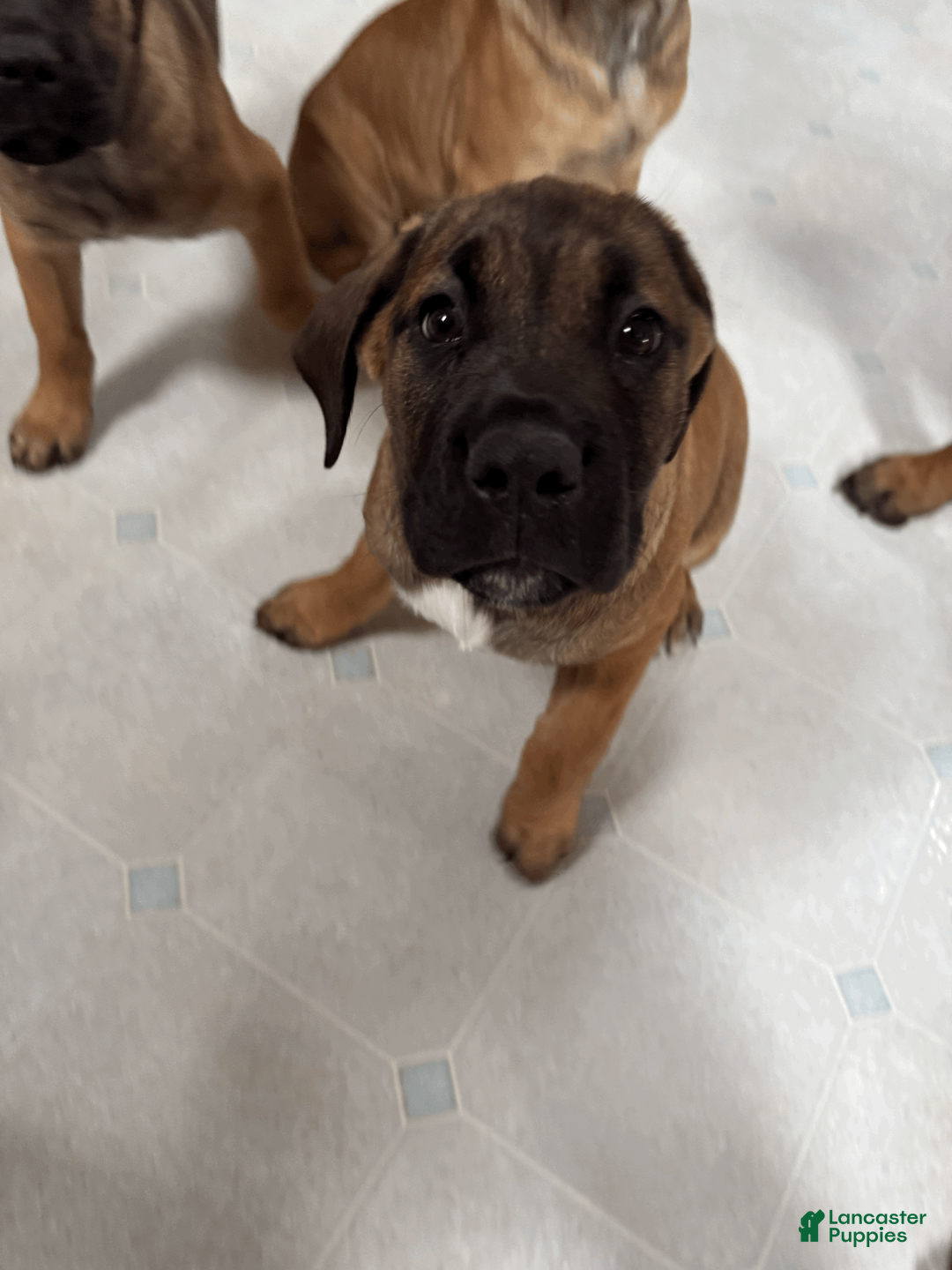 Cane Corso dogs for sale: Latte - cream girl - Ad 2