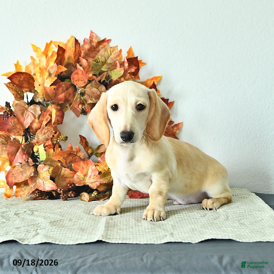 Miniature Dachshund dogs Max - Ad 2