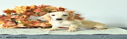 Miniature Dachshund dogs for sale: Max - Ad 2