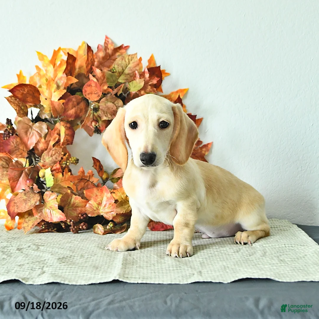 Miniature Dachshund dogs for sale: Max - Ad 2