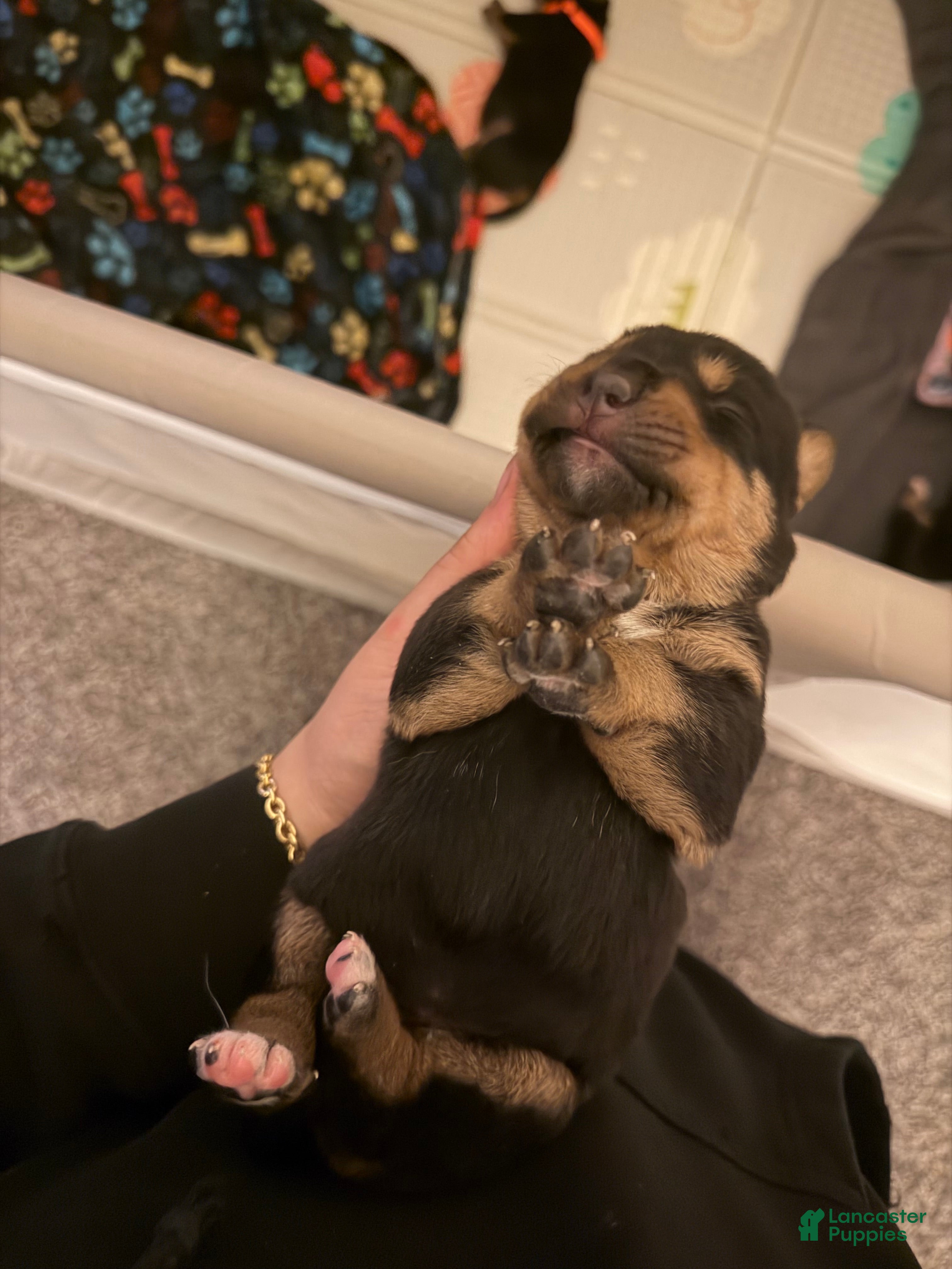 Mixed Breed dogs Hera - Ad 28