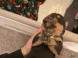 Mixed Breed dogs Hera - Ad 5