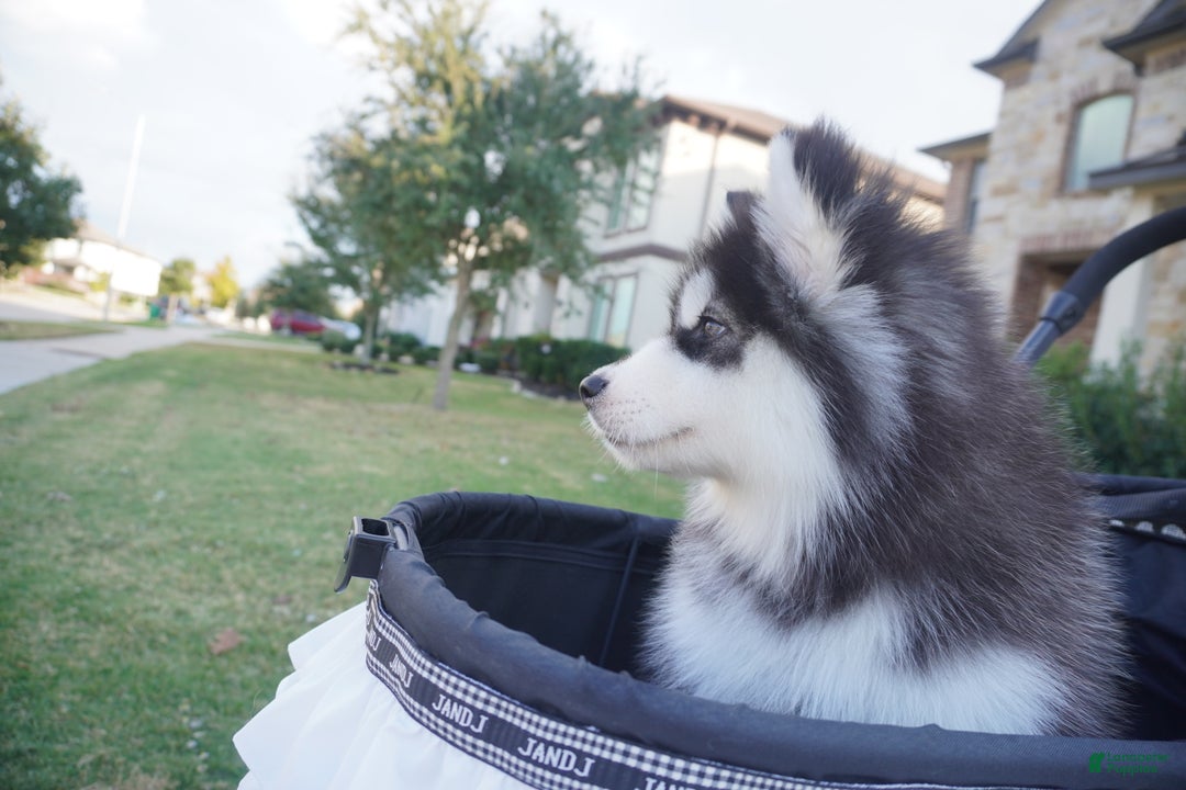 Alaskan Malamute dogs for sale: Xiao Zi - Ad 12