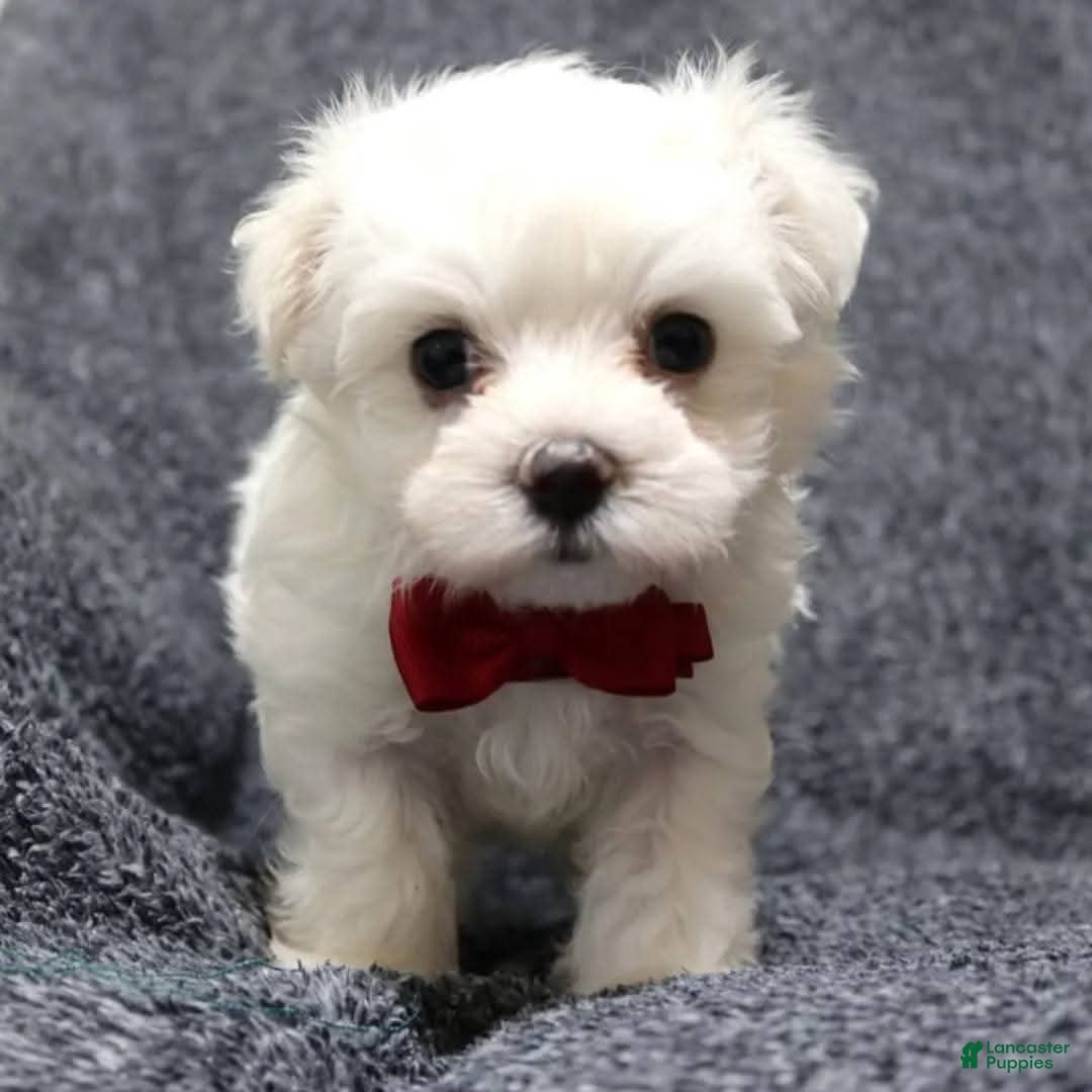 Maltese dogs Maltese 1 - Ad 1