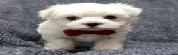 Maltese dogs for sale: Maltese 1 - Ad 1
