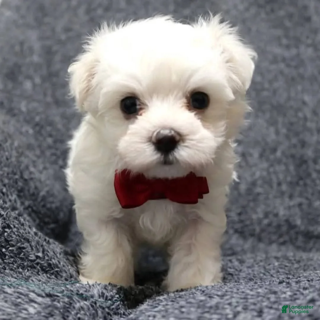 Maltese dogs for sale: Maltese 1 - Ad 1