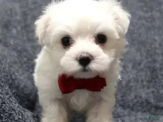 Maltese dogs Maltese 1 - Ad 1