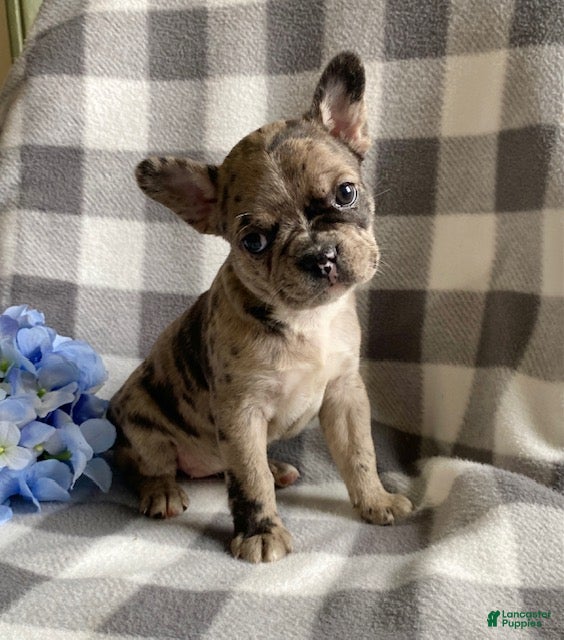 Frenchton dogs Roxy - Ad 2