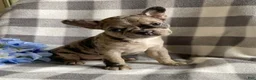 Frenchton dogs for sale: Roxy - Ad 2