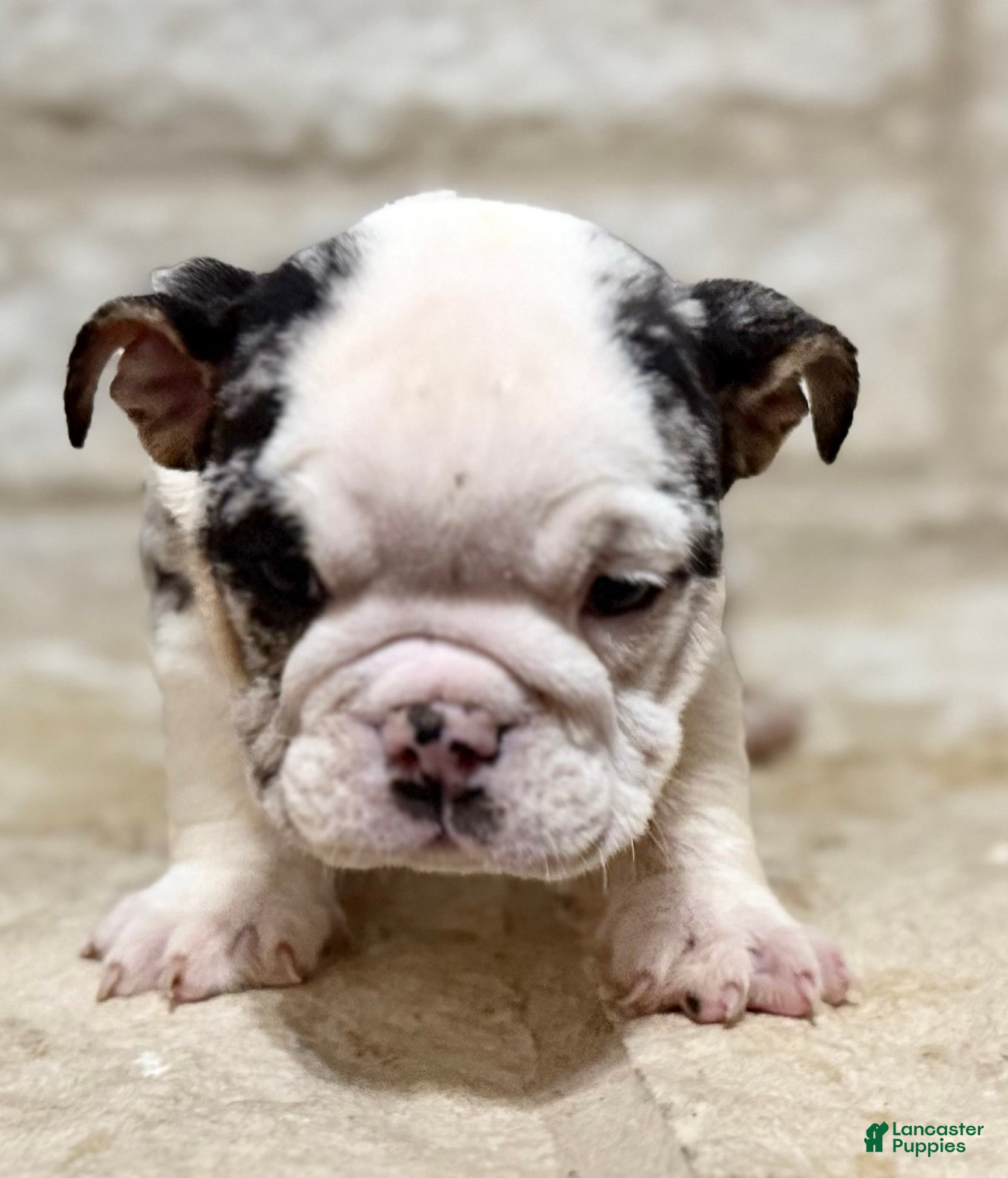 English Bulldog dogs Sophia - Ad 1