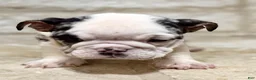 English Bulldog dogs for sale: Sophia - Ad 1
