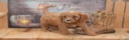 Cavapoo dogs for sale: Lamont - Ad 6