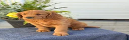 Goldendoodle dogs for sale: Tripp - Ad 11