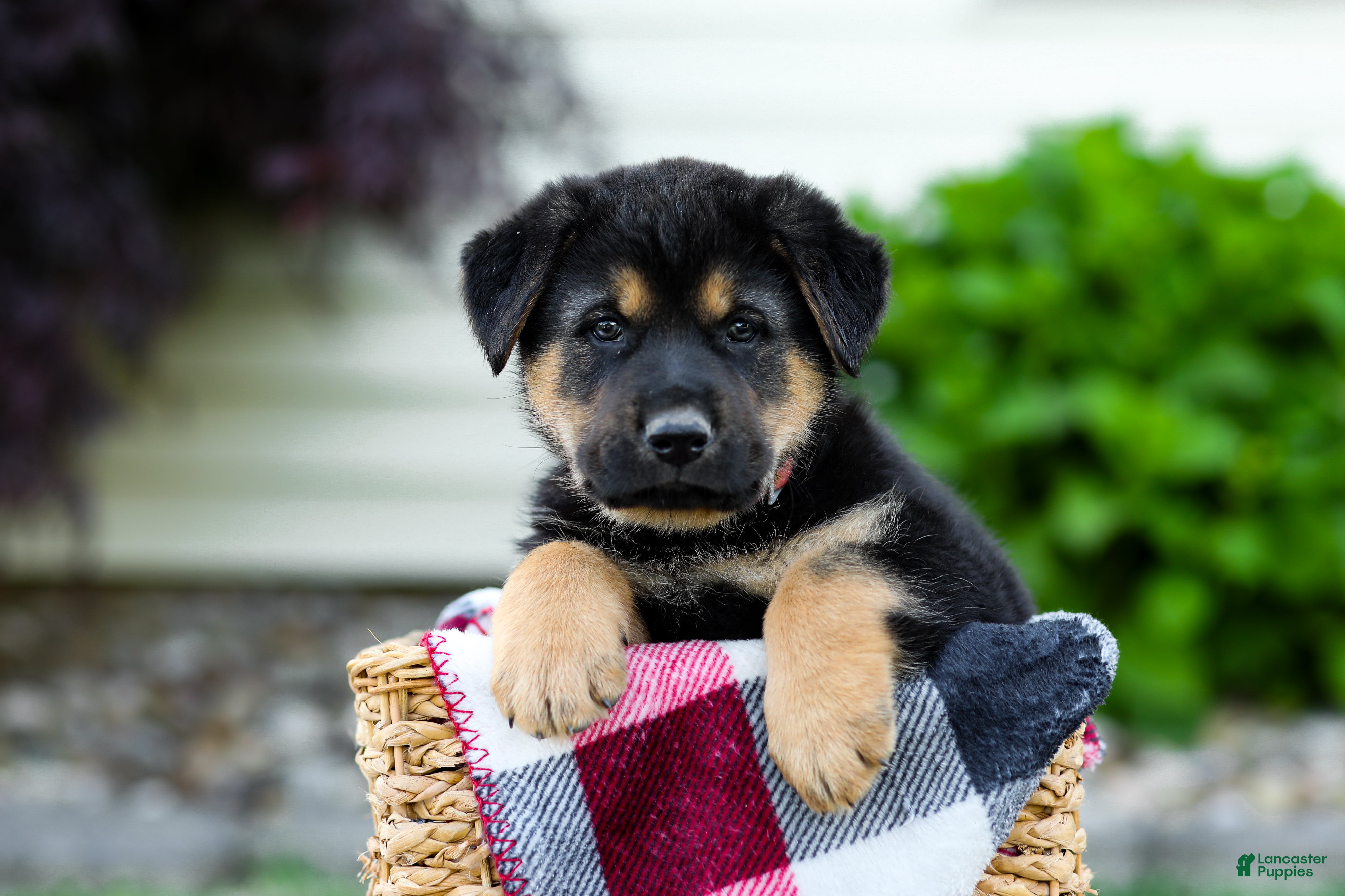 Sheprador dogs Boone - Ad 1