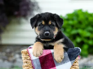 Sheprador dogs for sale: Boone - Ad 4