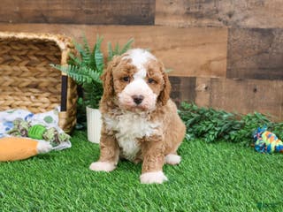 Mini Goldendoodle dogs Rigatoni - Ad 37