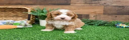 Mini Goldendoodle dogs for sale: Rigatoni - Ad 5
