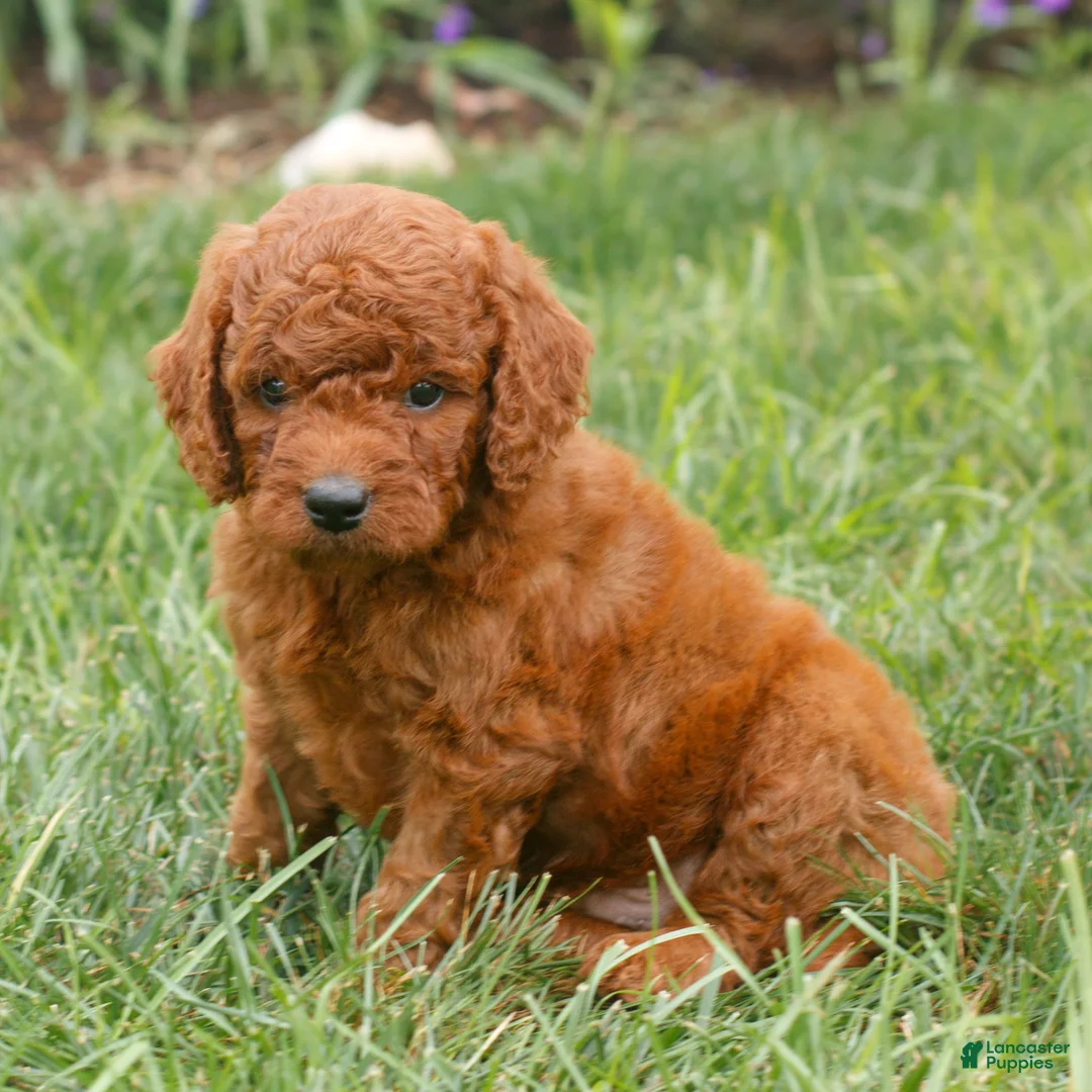 Miniature Labradoodle dogs for sale: Finley  - Ad 1