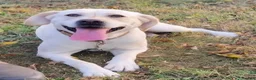Labrador Retriever dogs for sale: Casper - Ad 11