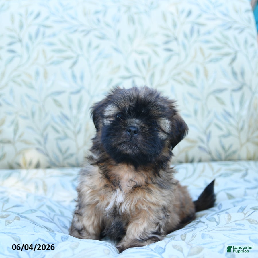 Shih Tzu dogs Sammy - Ad 2