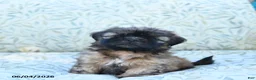 Shih Tzu dogs for sale: Sammy - Ad 2