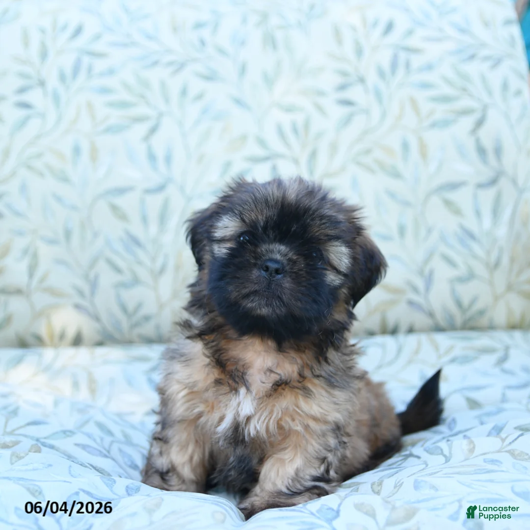 Shih Tzu dogs for sale: Sammy - Ad 2