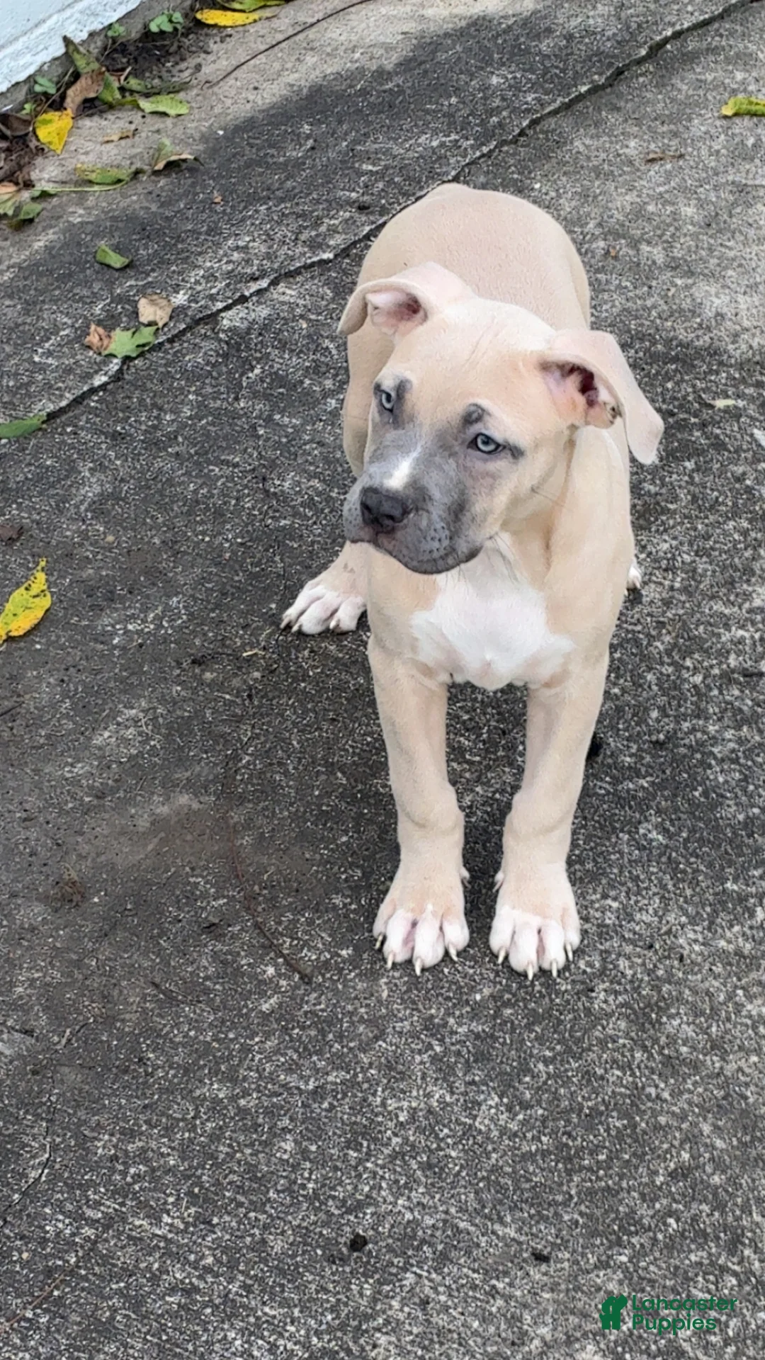 American Bully dogs for sale: American Bully 1 - Ad 2