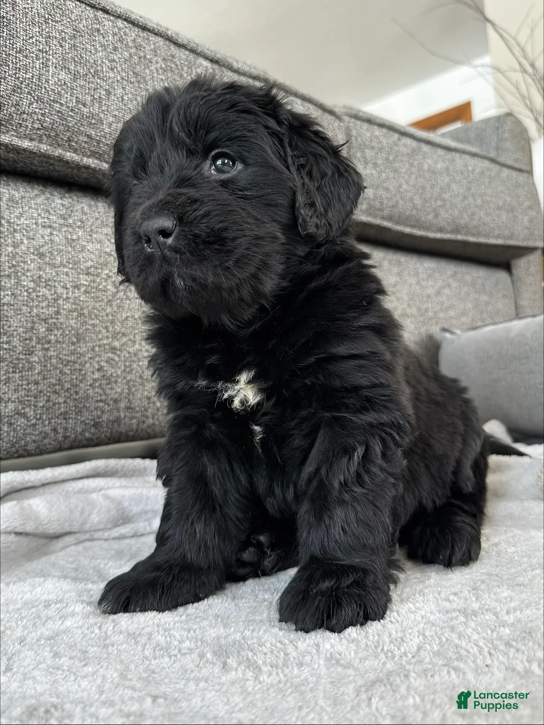 Newfoundland dogs for sale: AKC,OFA,CH, “ Lillie”  - Ad 4