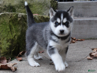Siberian Husky dogs Diesel - Ad 1
