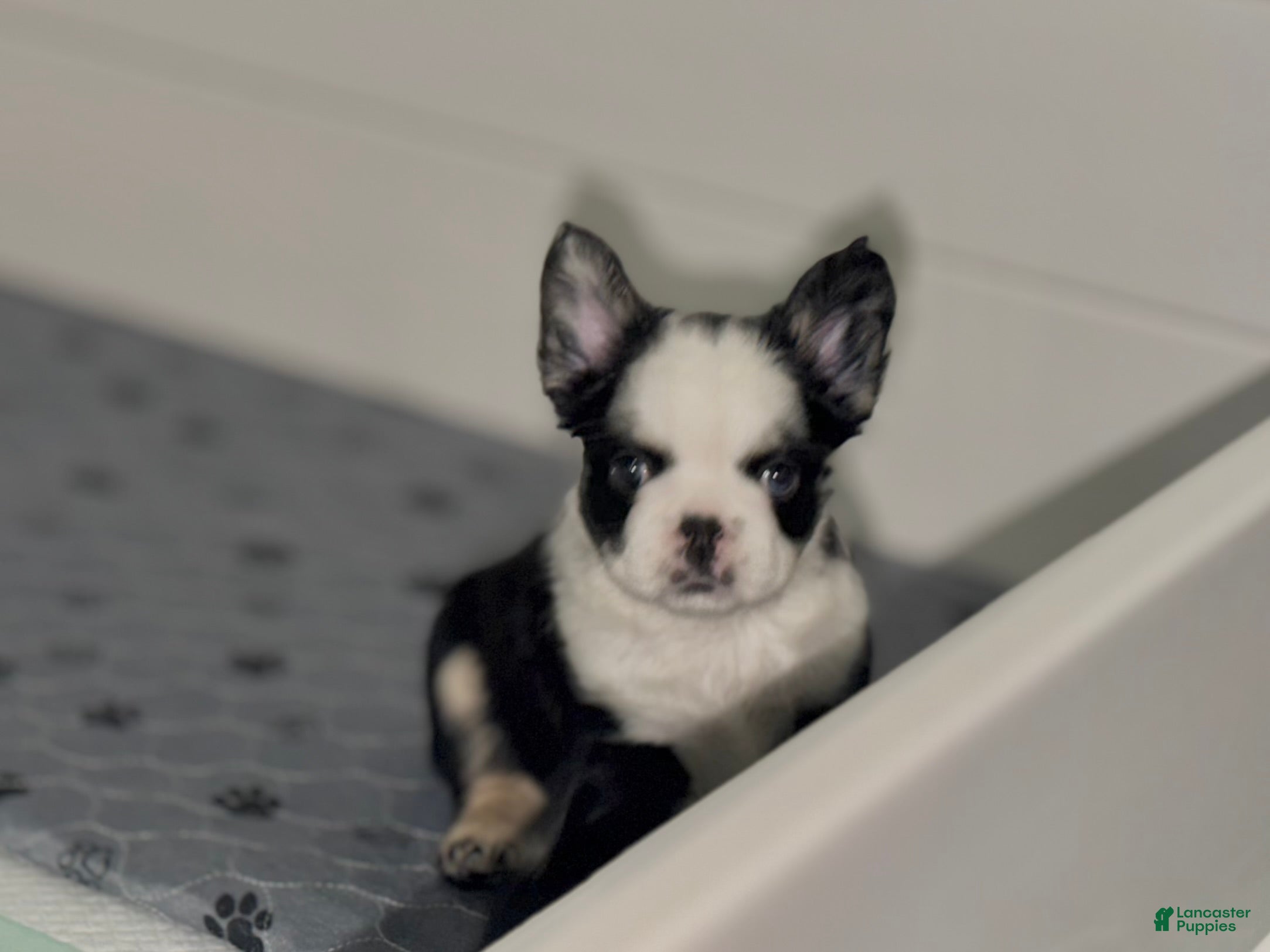 French Bulldog dogs Diamond  - Ad 1