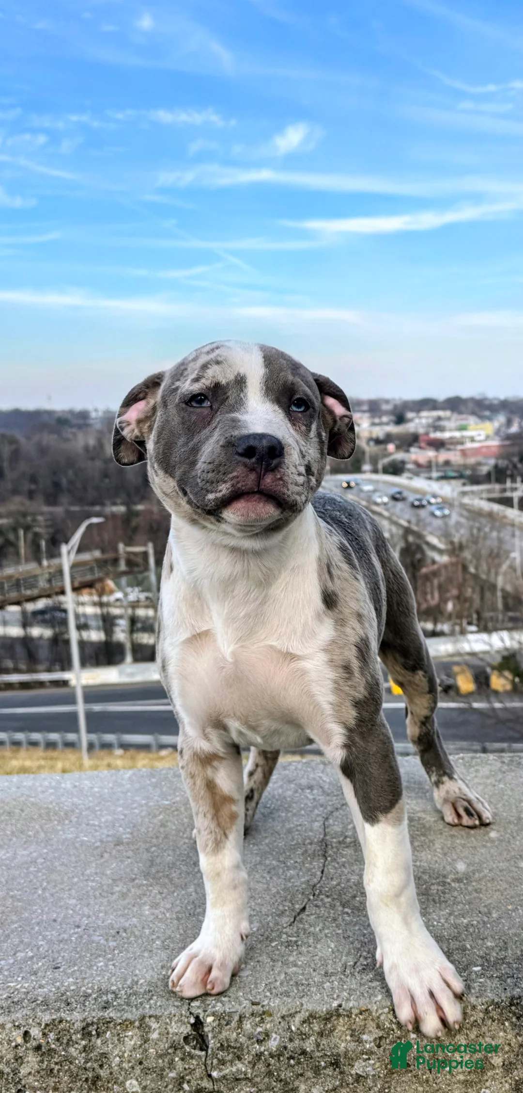American Bully dogs for sale: Greyjoy  - Ad 11