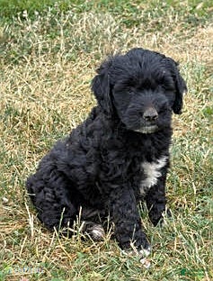 Mixed Breed dogs Azure - Ad 38