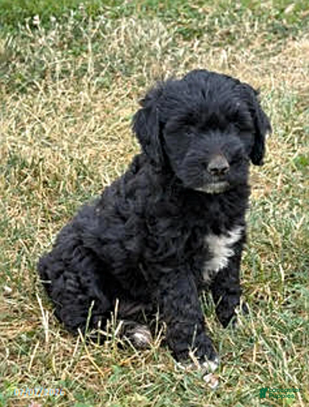 Mixed Breed dogs for sale: Azure - Ad 1