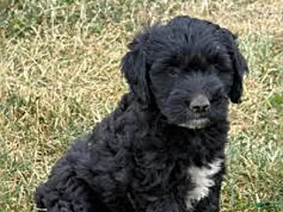 Mixed Breed dogs Azure - Ad 38
