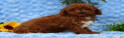 Cavapoo dogs for sale: Logan - Ad 3