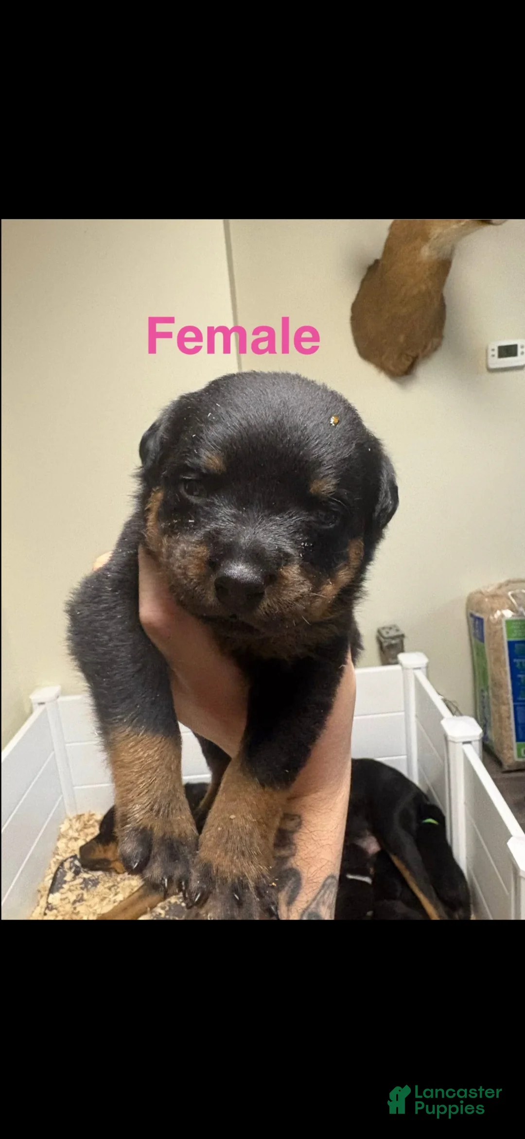 Rottweiler dogs for sale: Rottweiler Puppy 8 - Ad 1