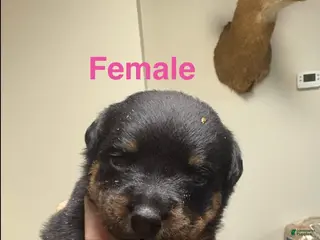 Rottweiler dogs Rottweiler Puppy 8 - Ad 24