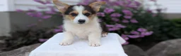 Welsh Corgi Pembroke dogs for sale: Liam  - Ad 3