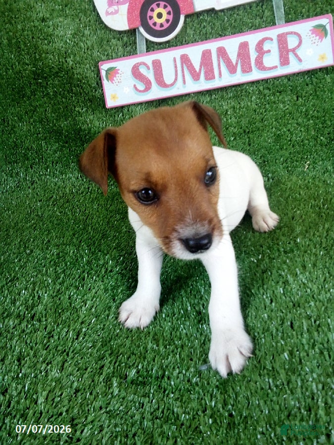 Jack Russell Terrier dogs Tate - Ad 1