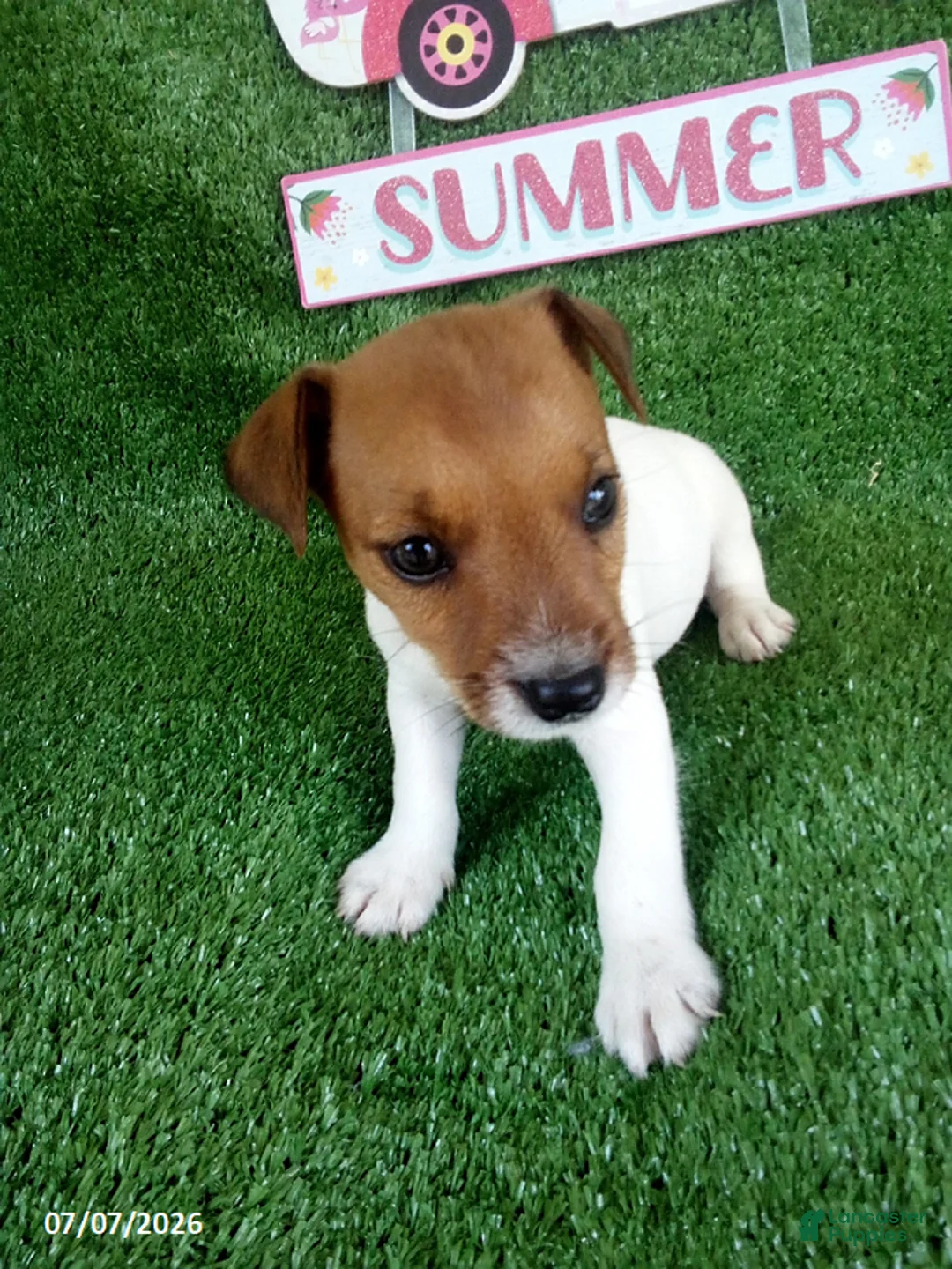 Jack Russell Terrier dogs for sale: Tate - Ad 1