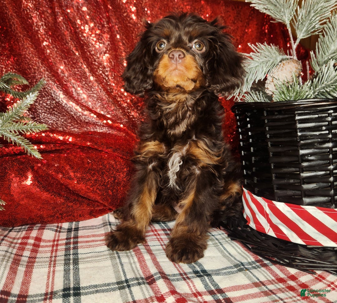 Cavapoo dogs for sale: Cavapoo Puppy 1 - Ad 3