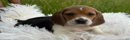 Beagle dogs for sale: Aspen - Ad 2