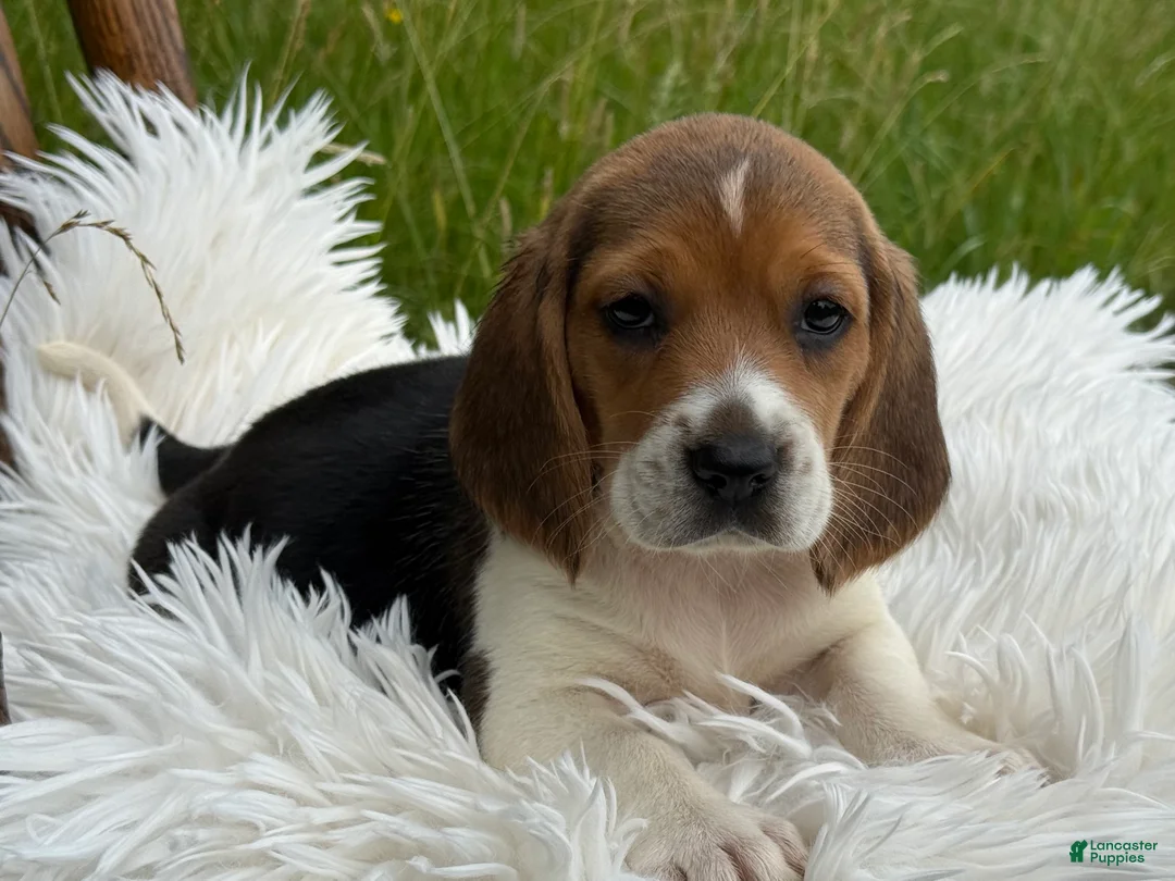 Beagle dogs for sale: Aspen - Ad 2