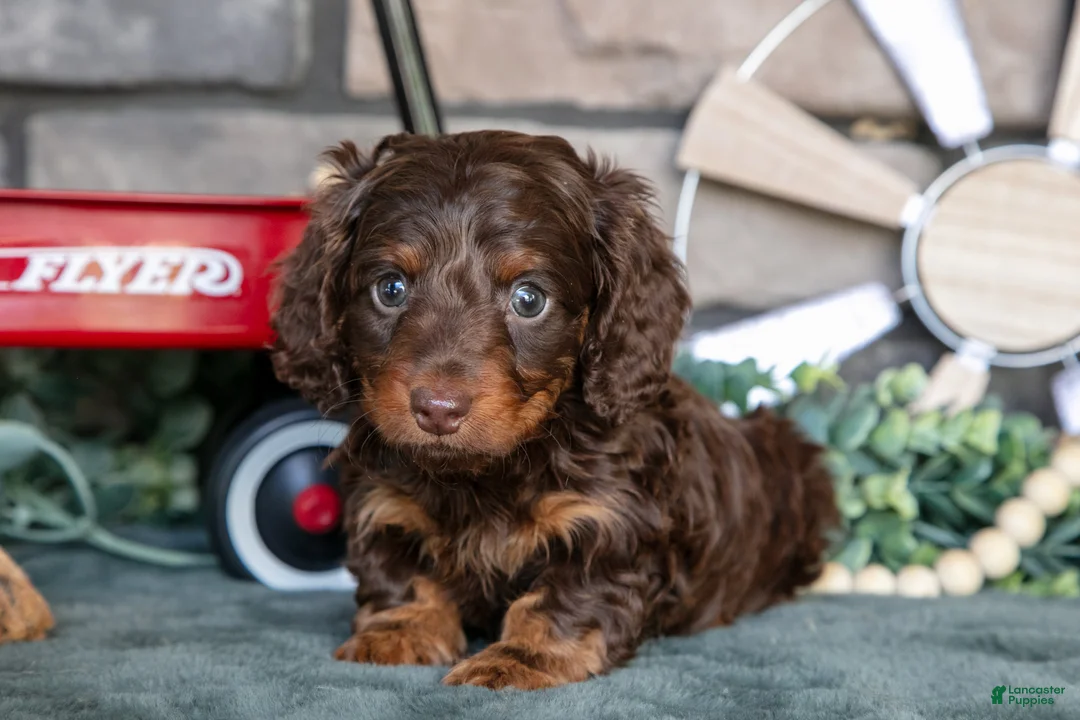 Miniature Dachshund dogs for sale: Juliana - Ad 1